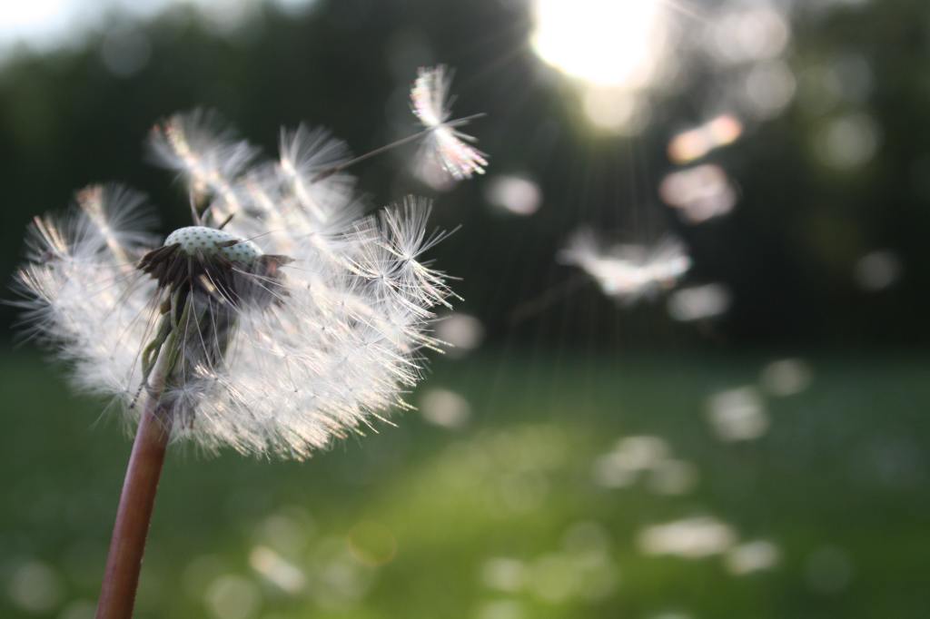 Dandelion gone to seed blowing into the wind with sunlight behind it.